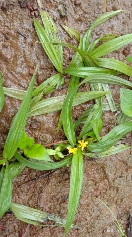 Curculigo orchioides leaf2.jpg